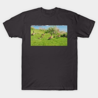 Canada Goose Family Resting On The Grass T-Shirt